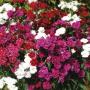 Seminte profesionale Dianthus hybrid - Garofite de gradina - imagine 49004